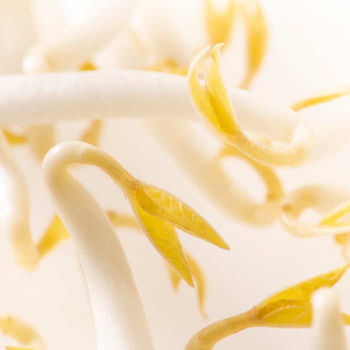 How to store bean sprouts?