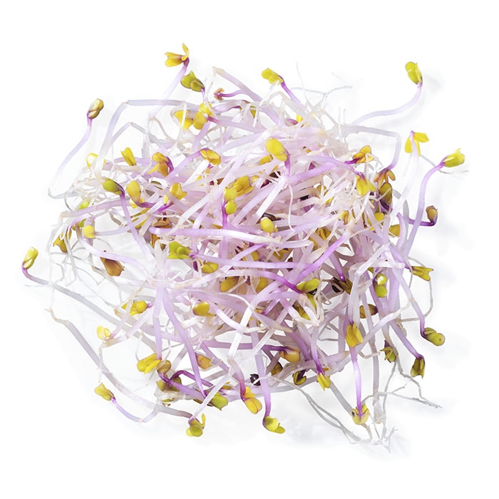 Red cabbage sprouts